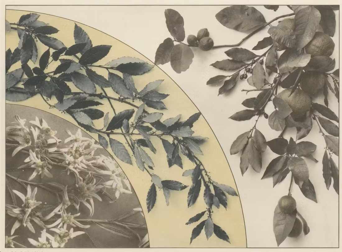 A botanical illustration featuring three distinct plant sections arranged in overlapping arcs. The top right section shows a realistic depiction of a citrus branch with dark, matte green leaves and round, textured fruits. The central arc contains a branch with serrated, oval-shaped leaves, colored in shades of blue-gray against a pale yellow background. The bottom left arc displays a cluster of light-toned, star-shaped flowers resembling edelweiss, rendered in sepia tones. The composition combines photographic realism with stylized layout elements.